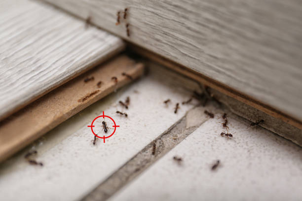 Best Termite Control Services  in Marsing, ID